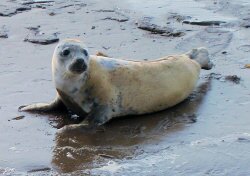 [Image: Seal]